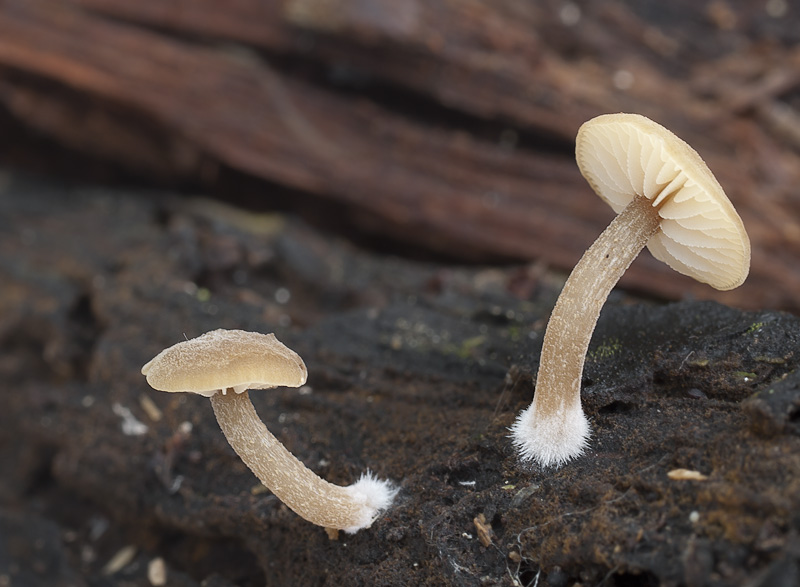 Simocybe centunculus